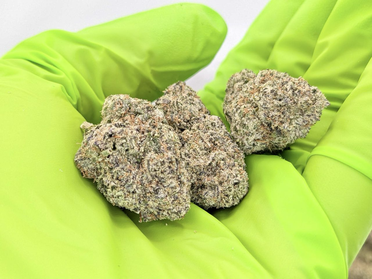 Candy Poppers strain